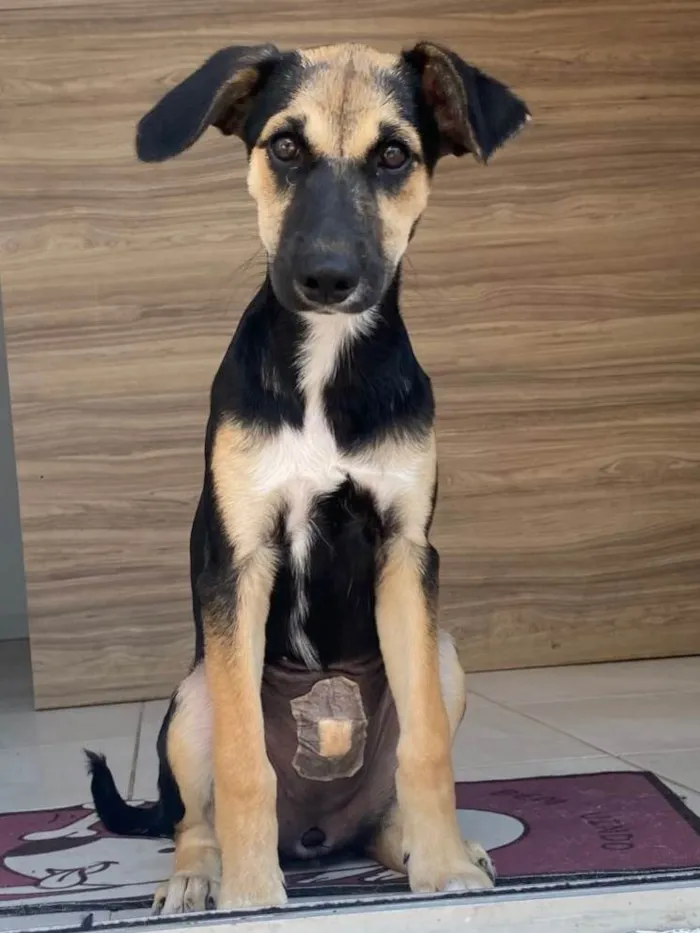 Cachorro ra a SRD-ViraLata idade 2 a 6 meses nome SHENNA