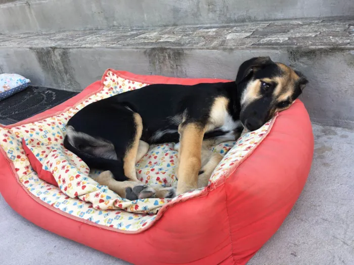 Cachorro ra a SRD-ViraLata idade 2 a 6 meses nome SHENNA