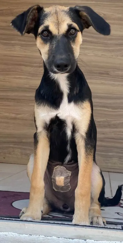 Cachorro ra a SRD-ViraLata idade 2 a 6 meses nome SHENNA