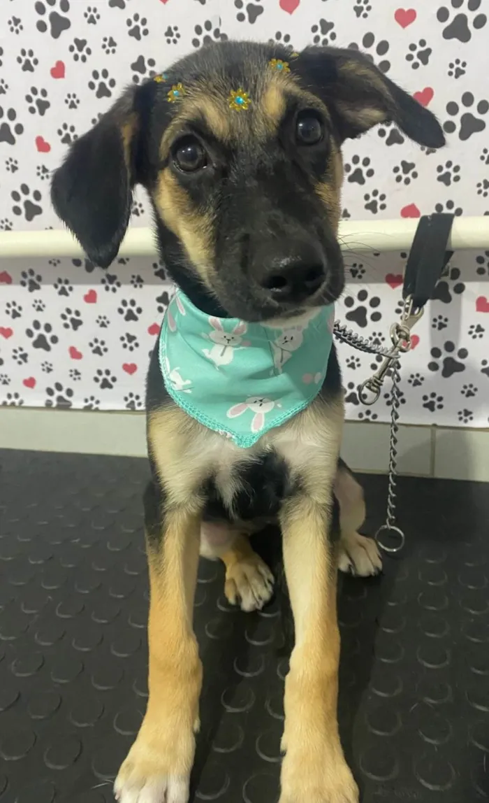 Cachorro ra a SRD-ViraLata idade 2 a 6 meses nome SHENNA
