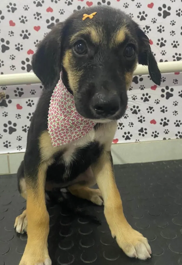 Cachorro ra a SRD-ViraLata idade 2 a 6 meses nome SHENNA