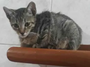 Gato raça Srd idade 2 a 6 meses nome Kiko