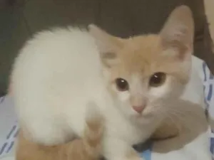 Gato raça Srd idade 2 a 6 meses nome Pérola