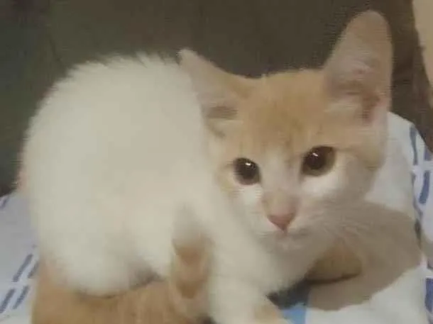 Gato raça Srd idade 2 a 6 meses nome Pérola