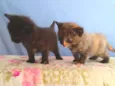 Gatinhos