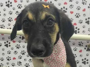 Cachorro raça SRD-ViraLata idade 2 a 6 meses nome SHENNA
