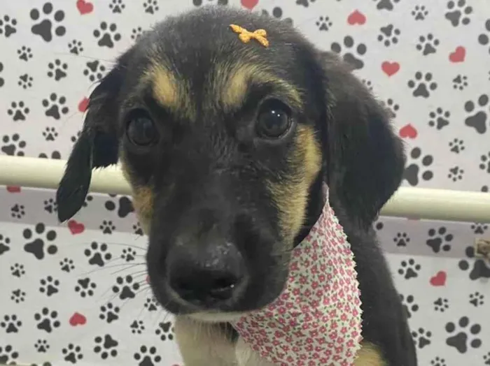 Cachorro ra a SRD-ViraLata idade 2 a 6 meses nome SHENNA