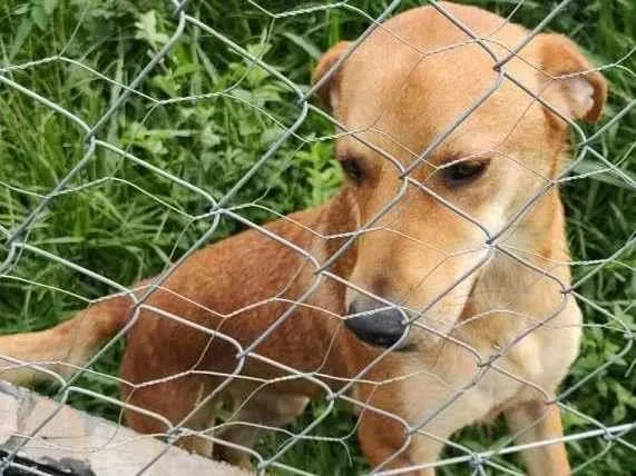 Cachorro ra a SRD idade 1 ano nome Kofi e irmãs Tea / Pink