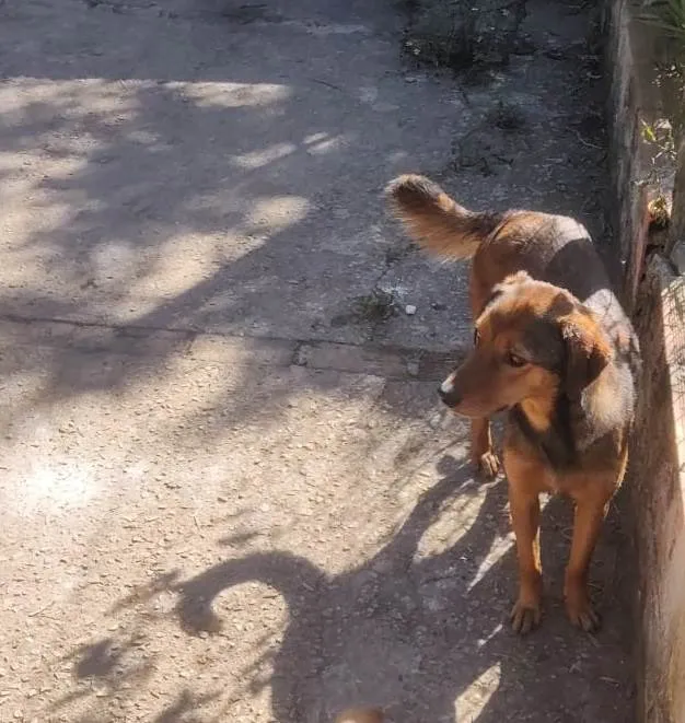 Cachorro ra a SRD idade 1 ano nome Kofi e irmãs Tea / Pink