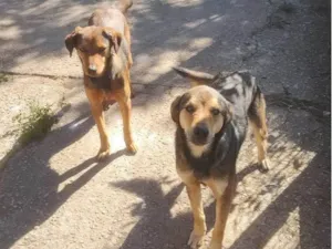 Cachorro raça SRD idade 1 ano nome Kofi e irmãs Tea / Pink