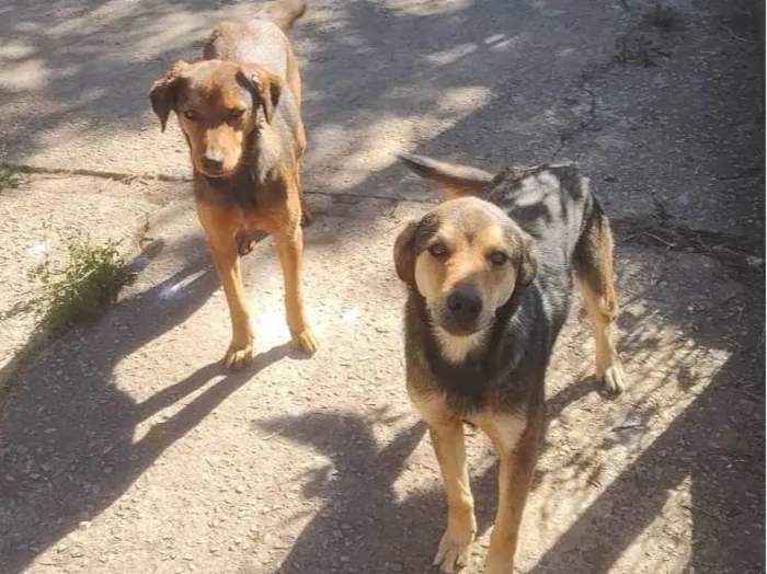 Cachorro ra a SRD idade 1 ano nome Kofi e irmãs Tea / Pink