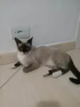 mingau