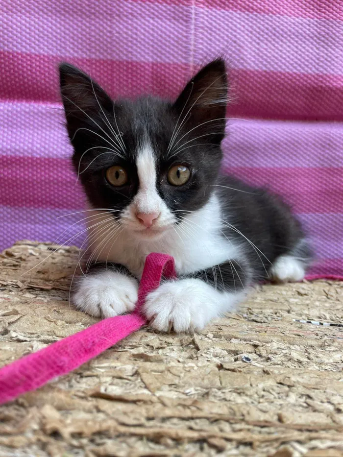 Gato raça SRD-ViraLata idade Abaixo de 2 meses nome Marco