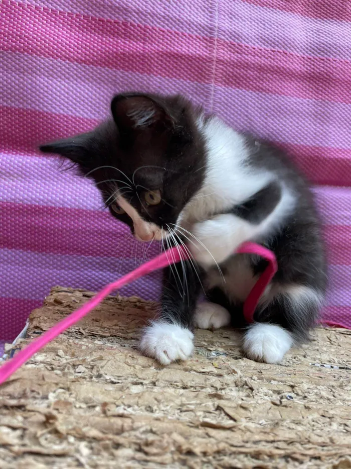 Gato raça SRD-ViraLata idade Abaixo de 2 meses nome Marco