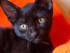 Gato raça SRD-ViraLata idade Abaixo de 2 meses nome Bombom 