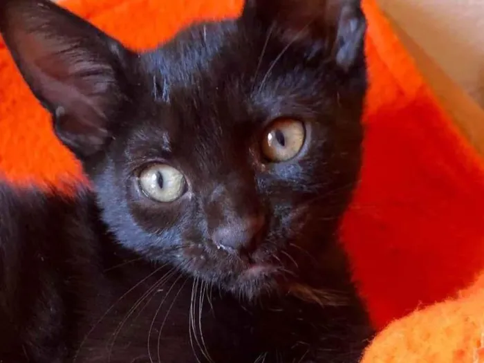 Gato raça SRD-ViraLata idade Abaixo de 2 meses nome Bombom 