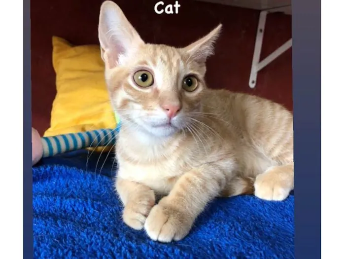 Gato raça SRD-ViraLata idade 2 a 6 meses nome Cat