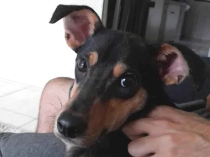 Cachorro raça SRD-ViraLata idade 2 anos nome Mike