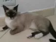 mingau