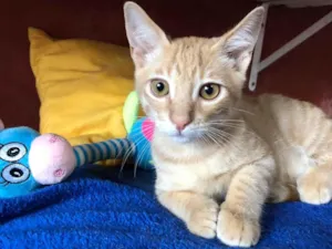 Gato raça SRD-ViraLata idade 2 a 6 meses nome Cat