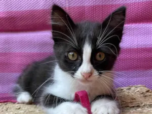 Gato raça SRD-ViraLata idade Abaixo de 2 meses nome Marco