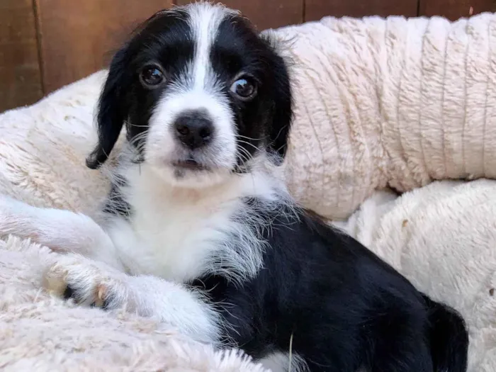 Cachorro raça SRD-ViraLata idade 2 a 6 meses nome Nina