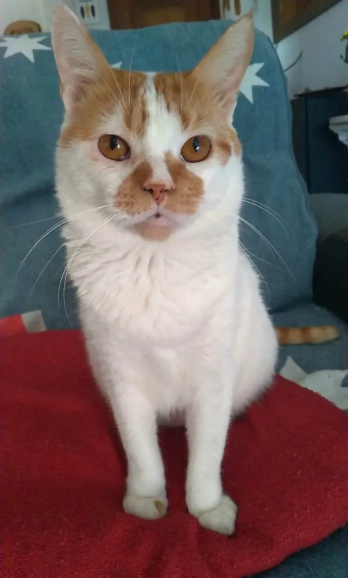 Gato ra a srd bicolor  idade 2 anos nome BRADY