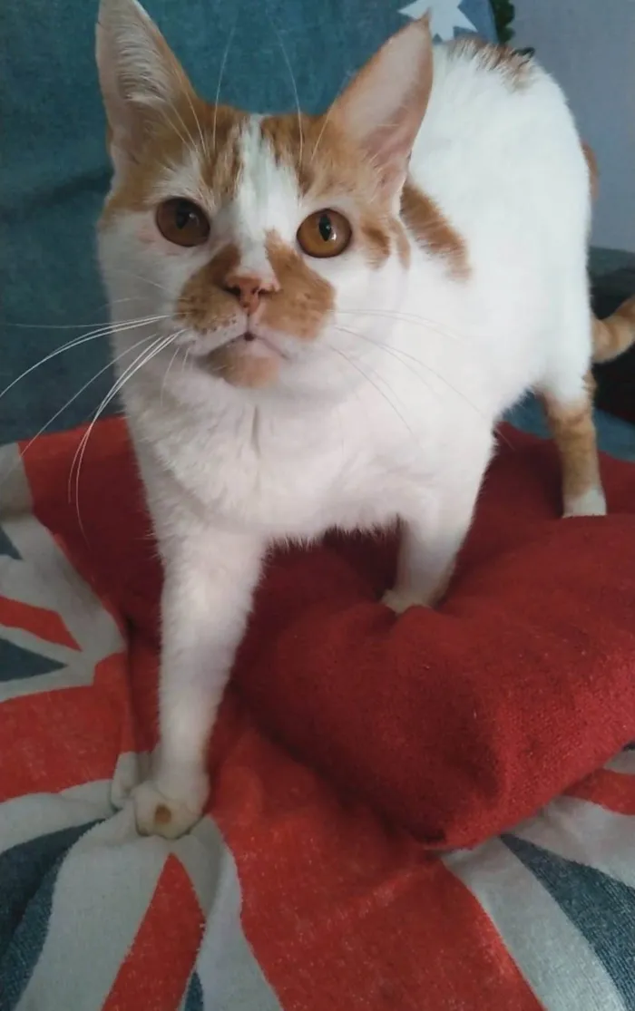 Gato ra a srd bicolor  idade 2 anos nome BRADY