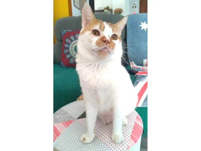 Gato ra a srd bicolor  idade 2 anos nome BRADY