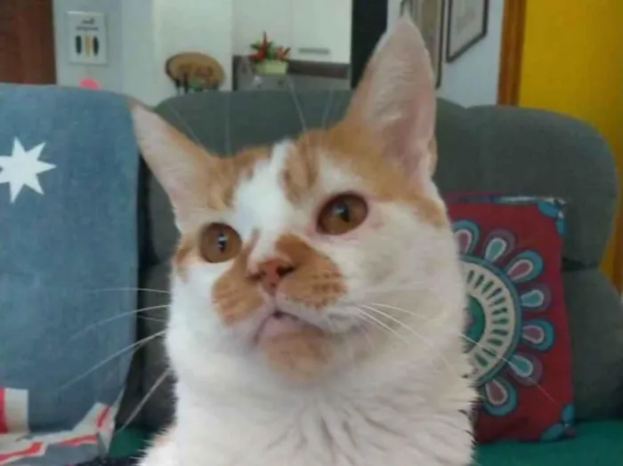 Gato ra a srd bicolor  idade 2 anos nome BRADY