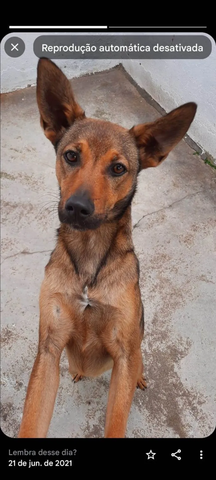 Cachorro ra a SRD-ViraLata idade 3 anos nome Paçoca 