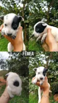 Filhotes fêmeas