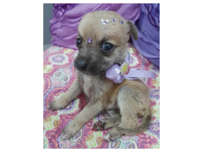 Cachorro ra a SRD-ViraLata idade Abaixo de 2 meses nome Filhotes 40 dias