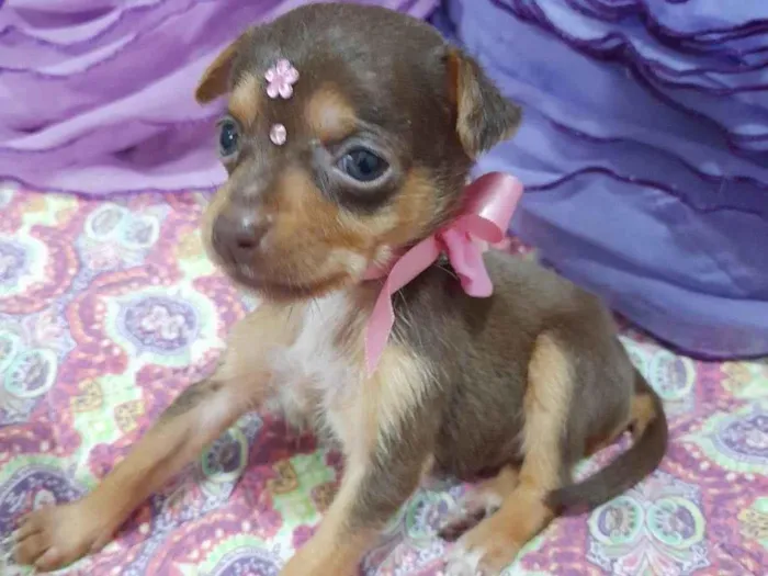 Cachorro ra a SRD-ViraLata idade Abaixo de 2 meses nome Filhotes 40 dias