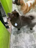 Cachorro raça Chow Chow idade 2 anos nome Dominic 