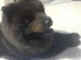 Cachorro raça Chow Chow idade 2 anos nome Dominic 