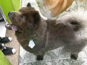 Cachorro raça Chow Chow idade 2 anos nome Dominic 