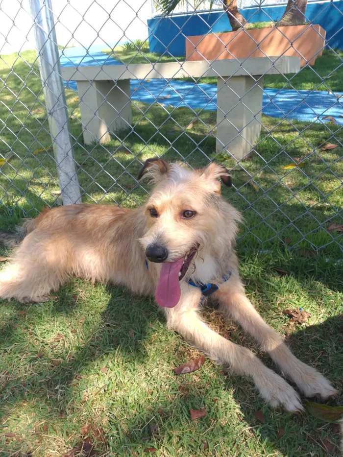 Cachorro ra a SRD-ViraLata idade 4 anos nome Marley