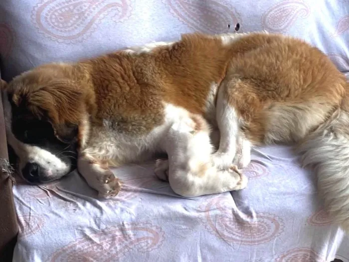 Cachorro raça Sao Bernardo idade 7 a 11 meses nome Thor 