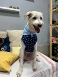 Dengoso