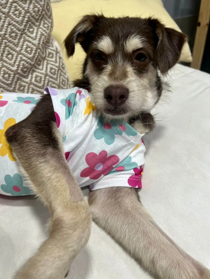 Cachorro ra a SRD-ViraLata idade 1 ano nome Charlote