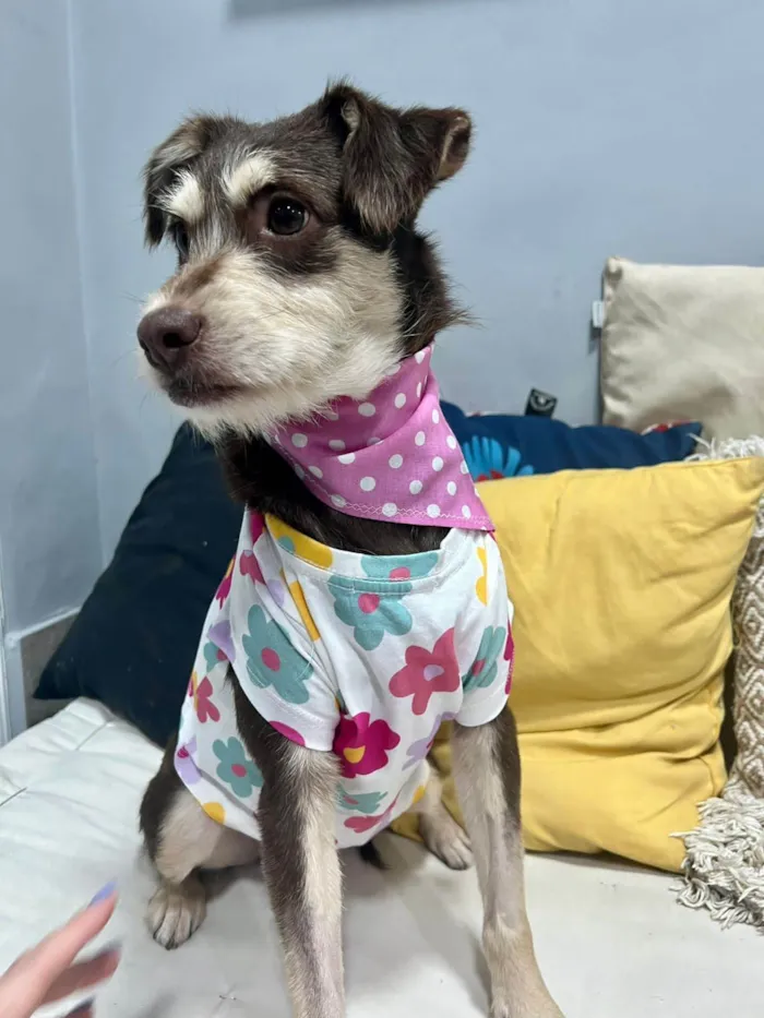 Cachorro ra a SRD-ViraLata idade 1 ano nome Charlote