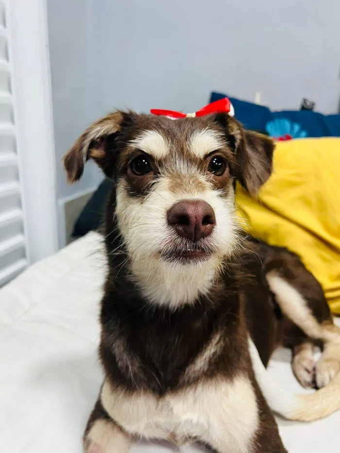 Cachorro ra a SRD-ViraLata idade 1 ano nome Charlote