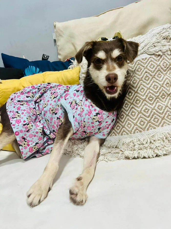 Cachorro ra a SRD-ViraLata idade 1 ano nome Charlote