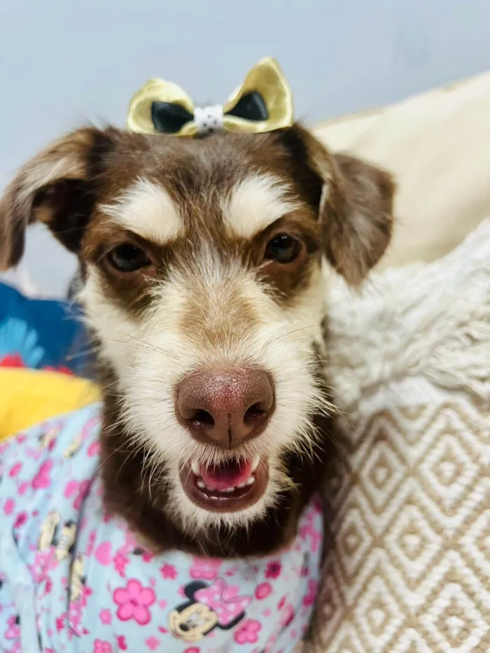 Cachorro ra a SRD-ViraLata idade 1 ano nome Charlote