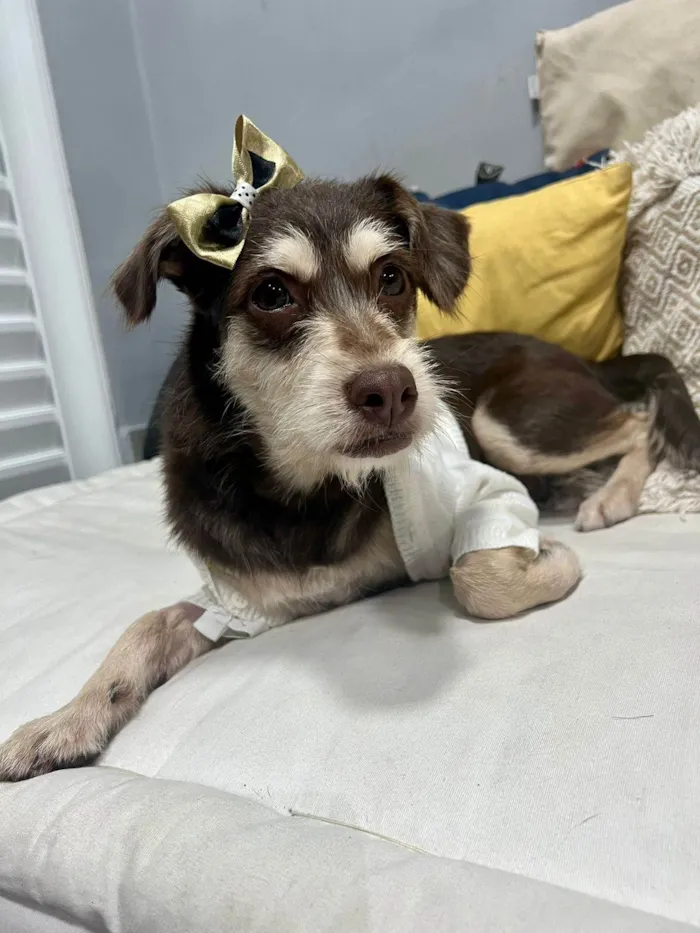 Cachorro ra a SRD-ViraLata idade 1 ano nome Charlote