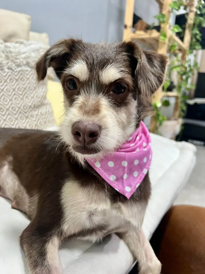Cachorro ra a SRD-ViraLata idade 1 ano nome Charlote