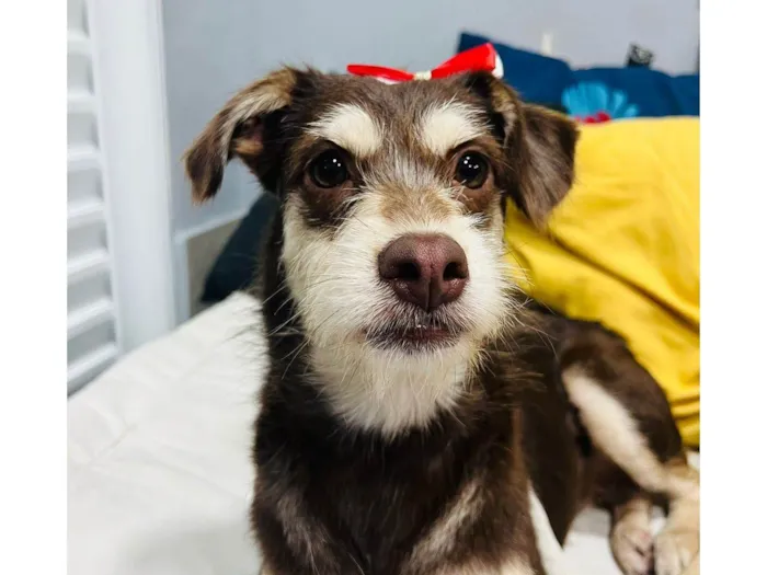Cachorro ra a SRD-ViraLata idade 1 ano nome Charlote