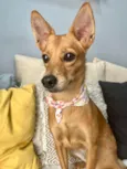 Ratinha