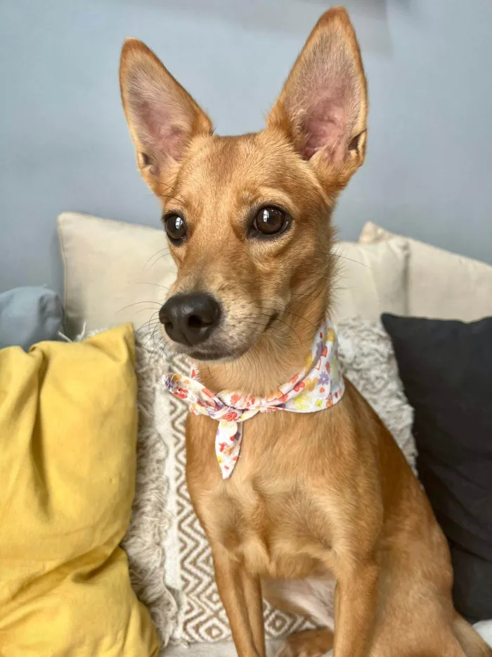 Cachorro ra a SRD-ViraLata idade 1 ano nome Ratinha
